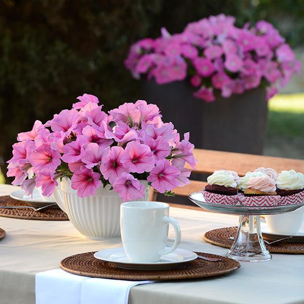 Easy Wave® Pink Passion Container 2