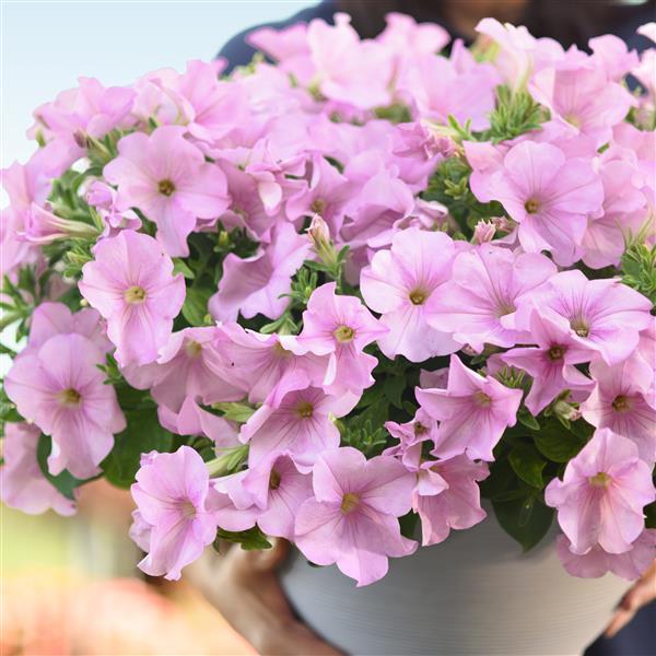Easy Wave® Pink Pearl Container 1