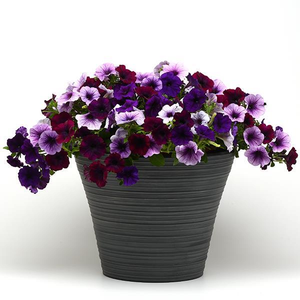 Easy Wave® Plum Vein Project