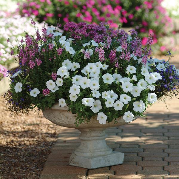 Easy Wave® White Project