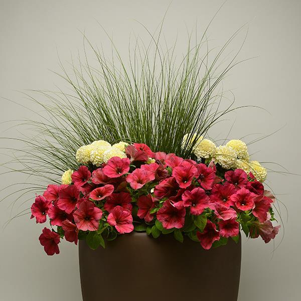 Easy Wave® Berry Velour Project