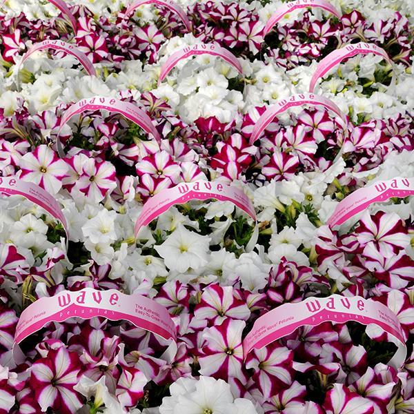 Easy Wave® Starfish Mixture Pot