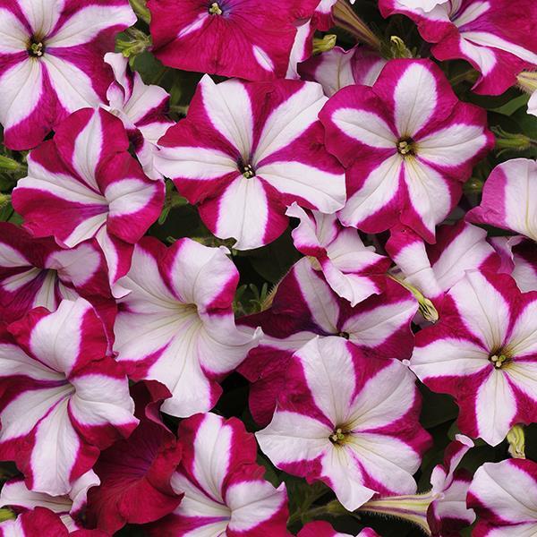 Easy Wave Burgundy Star