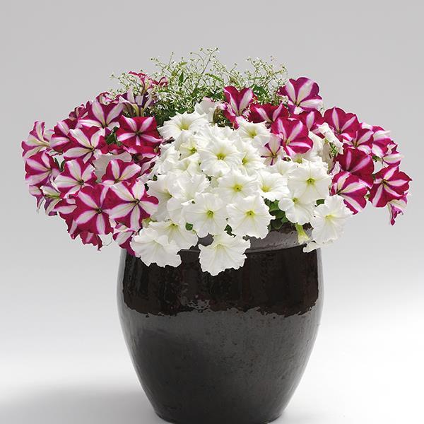 Easy Wave® Burgundy Star Project