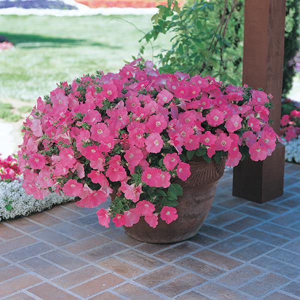 Easy Wave® Pink Container 1