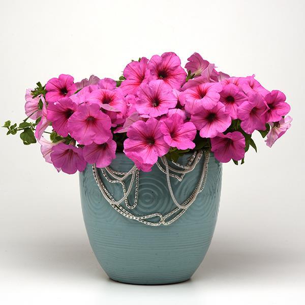 Easy Wave® Pink Passion Project