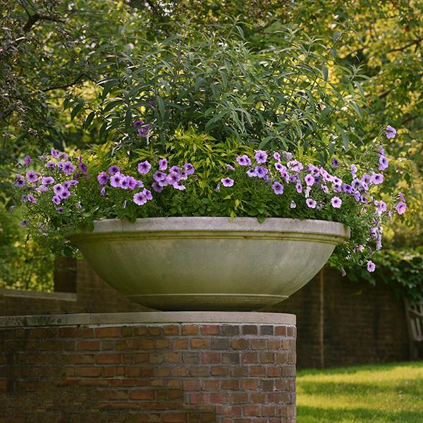 Easy Wave® Plum Vein Container 1