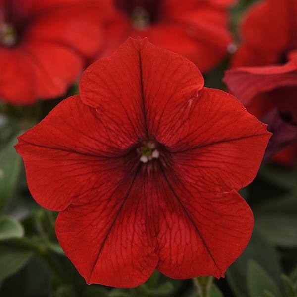 Easy Wave Red