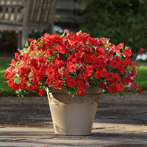 Easy Wave® Red Container 1
