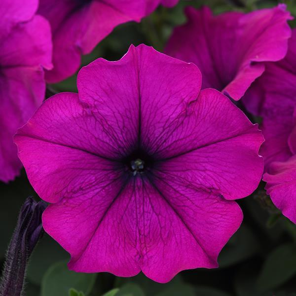 Easy Wave Violet