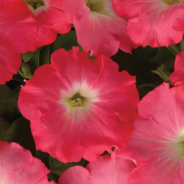 Easy Wave Rosy Dawn