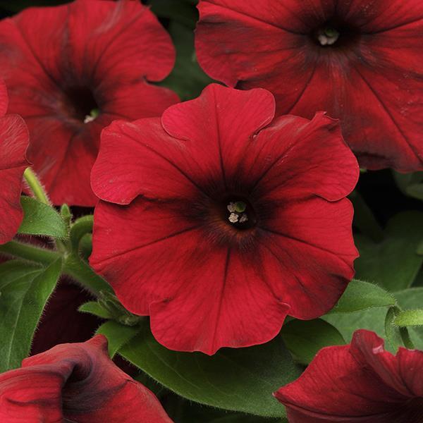 Easy Wave Red Velour