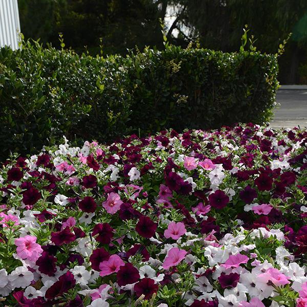 Easy Wave® Burgundy Velour Landscape