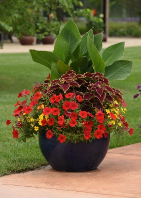 Mixed container of flowers with Canna Cannova® Scarlet, Petunia E3 Easy Wave™ Red, Bidens Sun Drop Compact Double Yellow, ColorGrass® Festuca Festina, Coleus Coleosaurus and Lavandula Blue Spear