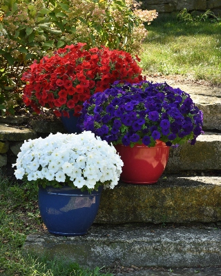 Three flower pots containing E3 Easy Wave Spreading Petunias in Red, White and Blue