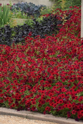 Tidal Wave Red Velour Spreading Petunia in a landscape