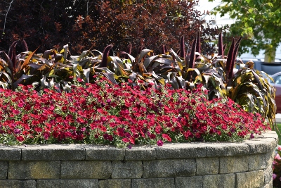 Mixed flower landscape containing Tidal Wave Red Velour Spreading Petunia and Copper Prince Millet