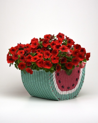 Easy Wave Red Velour Spreading Petunia in a watermelon-decorated woven basket