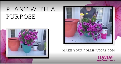 Planting demonstration with petunias and pollinator plants