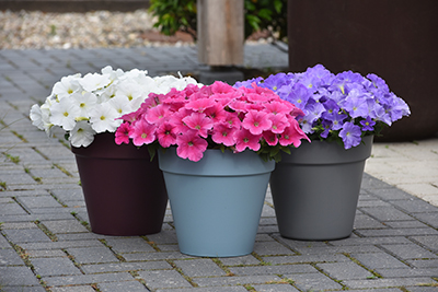 Three decorative pots of E3 Easy Wave petunias sit on a stone patio. Pink Cosmo is in the center.