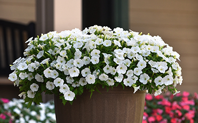 A large decorative pot of Shock Wave White petunias sits at an entry-way. 
