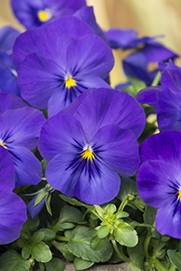 A close-up bloom cluster image of Cool Wave Blue pansies.