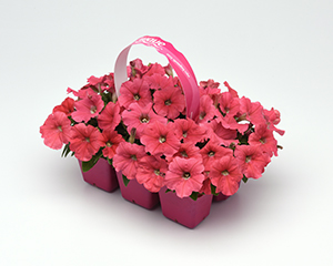 A 6-pack of E3 Easy Wave Coral petunias with a branded pack handle.