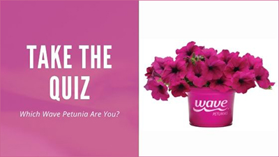 A pink box says Take The Quiz next to a pink branded pot of Wave Petunias.