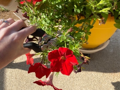 Pruning back petunias with a pair of hand shears