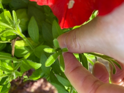 Picking off a petunia seed pod