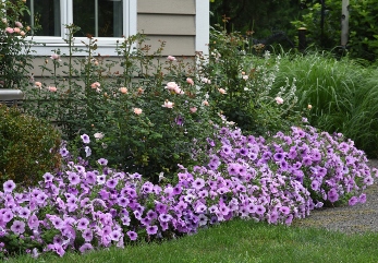 An outdoor garden with Easy Wave Plum Vein Petunias in the landscape