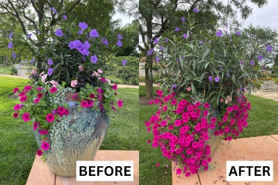 Extra large flower pot with purple petunias outside on a sunny day