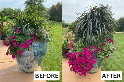 Extra large flower pot with purple petunias outside on a sunny day