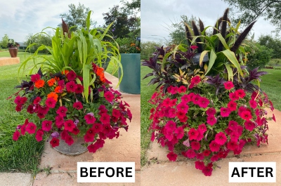 Extra large flower pot with red petunias outside on a sunny day