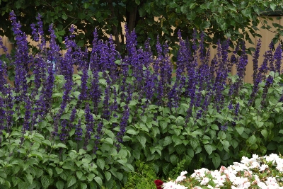 tall purple flowers in the landscape