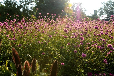 tall magenta flowers in the landscape
