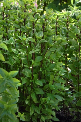 tall basil plants in the landscape