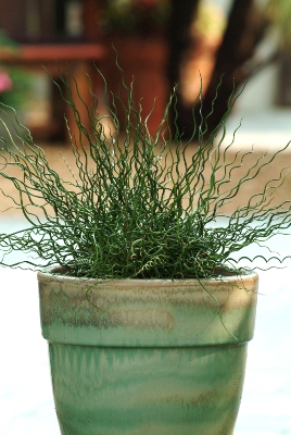 curly green plant in a pot