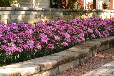 pink flowers against a brick wall outside