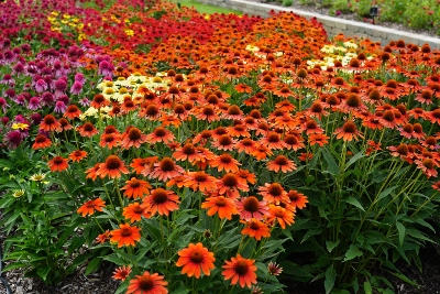 a group of colorful flowers in the landscape