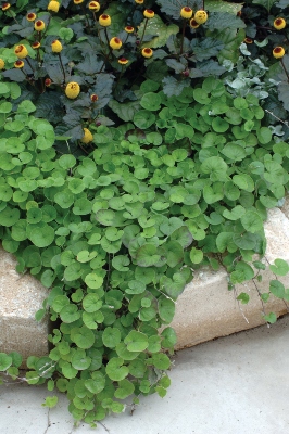 cascading foliage in the landscape above a stone curb