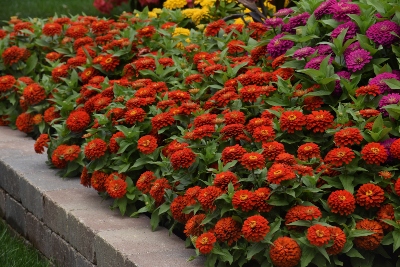 a group of colorful flowers in the landscape