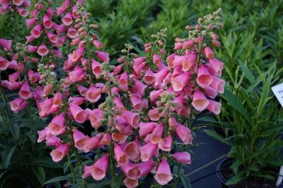 tall pink flowers in the landscape