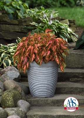 potted plant on an outdoor patio staircase