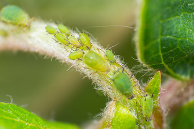A close-up of several green, soft-bodied Aphids suckling a plant stem. 