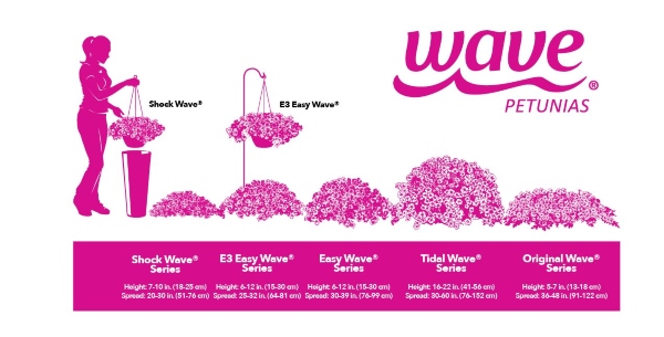 Petunia chart for flower sizes