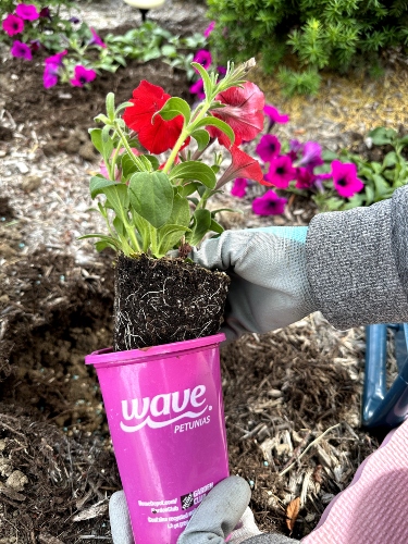 Red plant in a pink pot being held by a gardener
