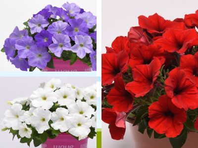 United States - Wave® Spreading Petunias Selected by Tu Bloom Designs ...