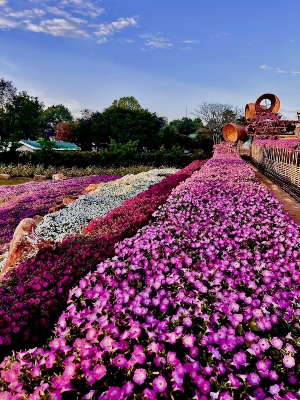 Tiered outdoor garden with mounds of bright pink, white and purple flowers.