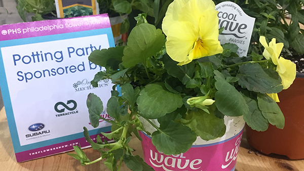 A PHS Potting Party sponsor card sits behind a branded pot of Yellow Cool Wave Pansies